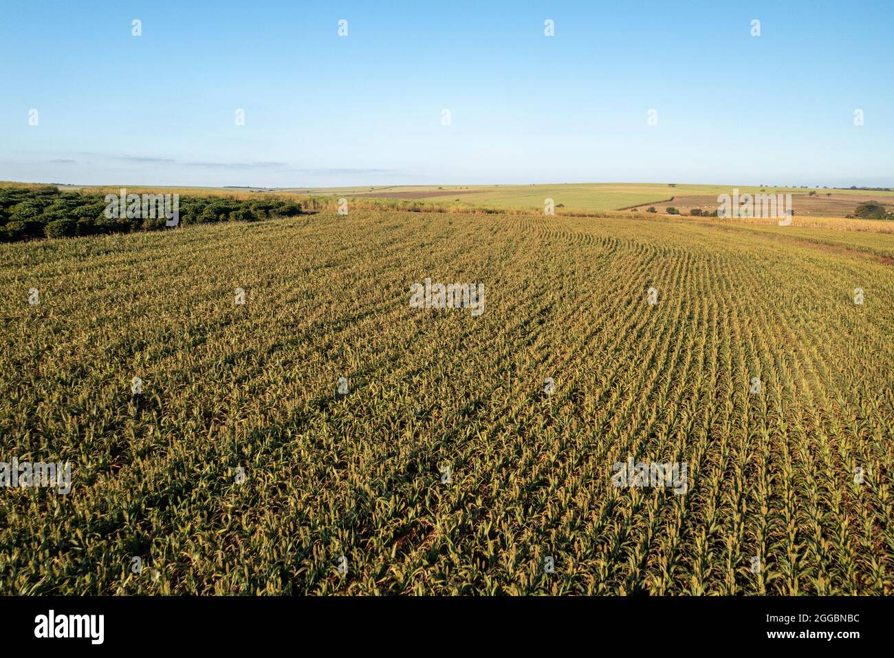 Sorghum plantation on a sunny day in Brazil - Drone view. Stock Photo