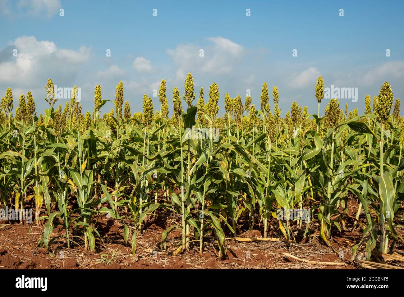 Sorghum plantation on a sunny day in Brazil. Stock Photo