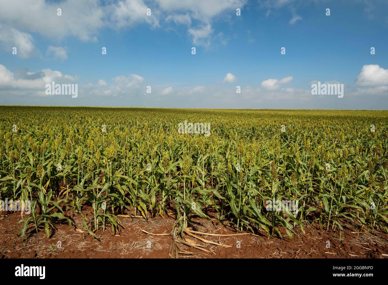 Sorghum plantation on a sunny day in Brazil. Stock Photo