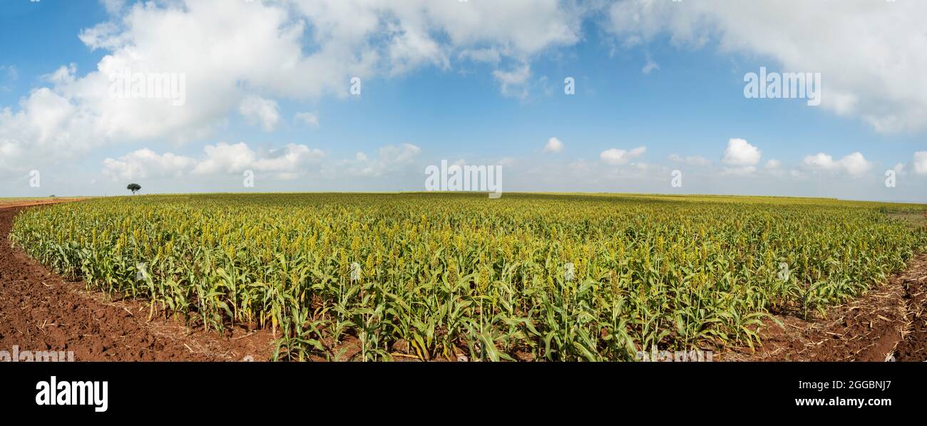 panoramic view of sorghum plantation in a sunny day in Brazil. Stock Photo