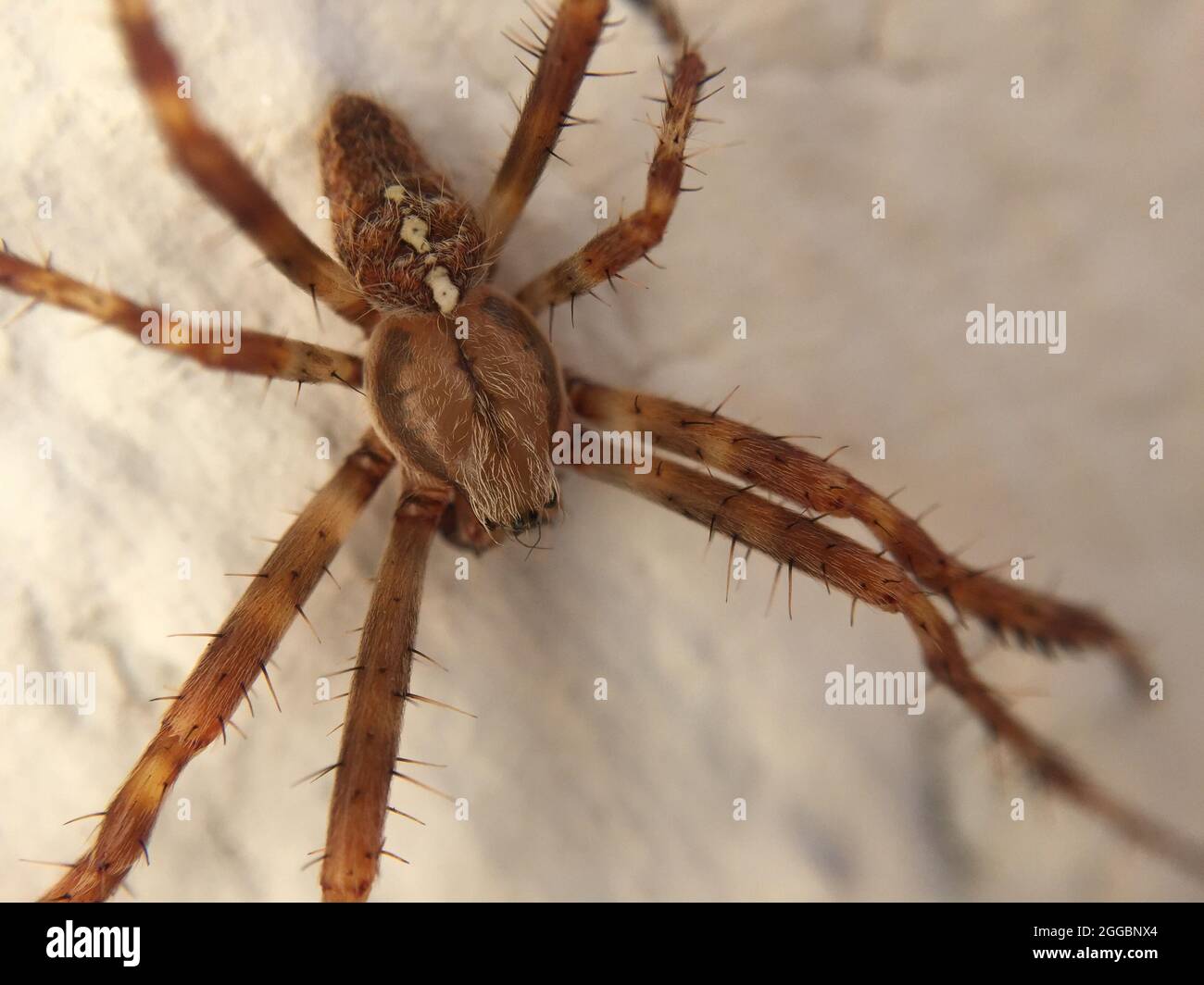 Macro shot of a huge spider on a white surface Stock Photo - Alamy