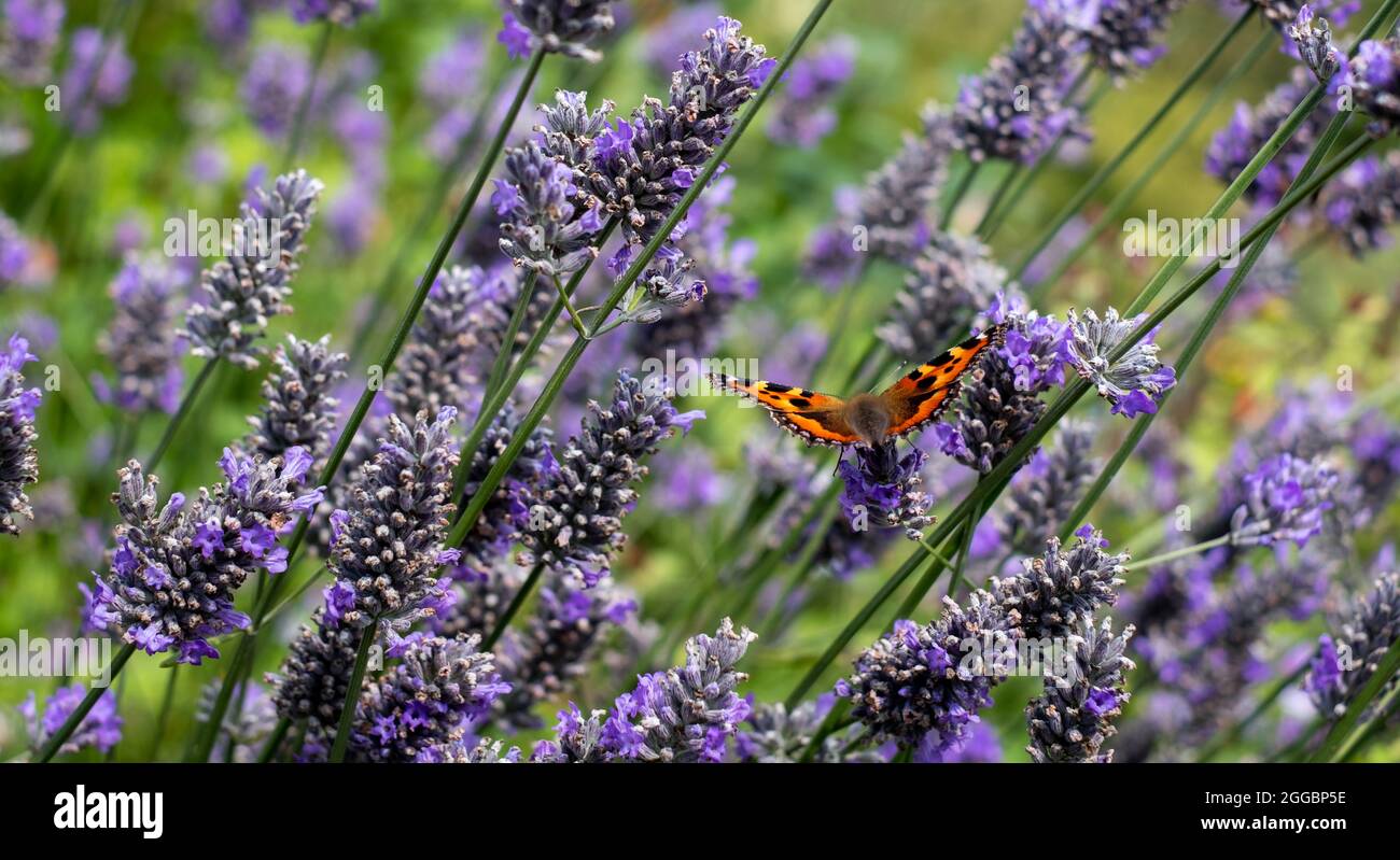 Admiral butterfly lands on lavender flowers in a garden near Bourton-on-the-Hill in the Cotswolds, Gloucestershire, UK. Stock Photo