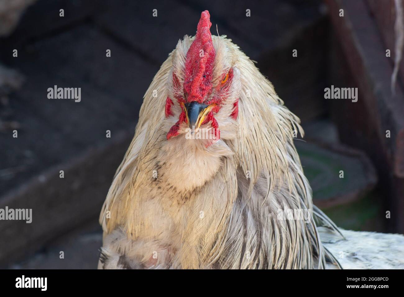 portrait of a white vocal fighting rooster Stock Photo