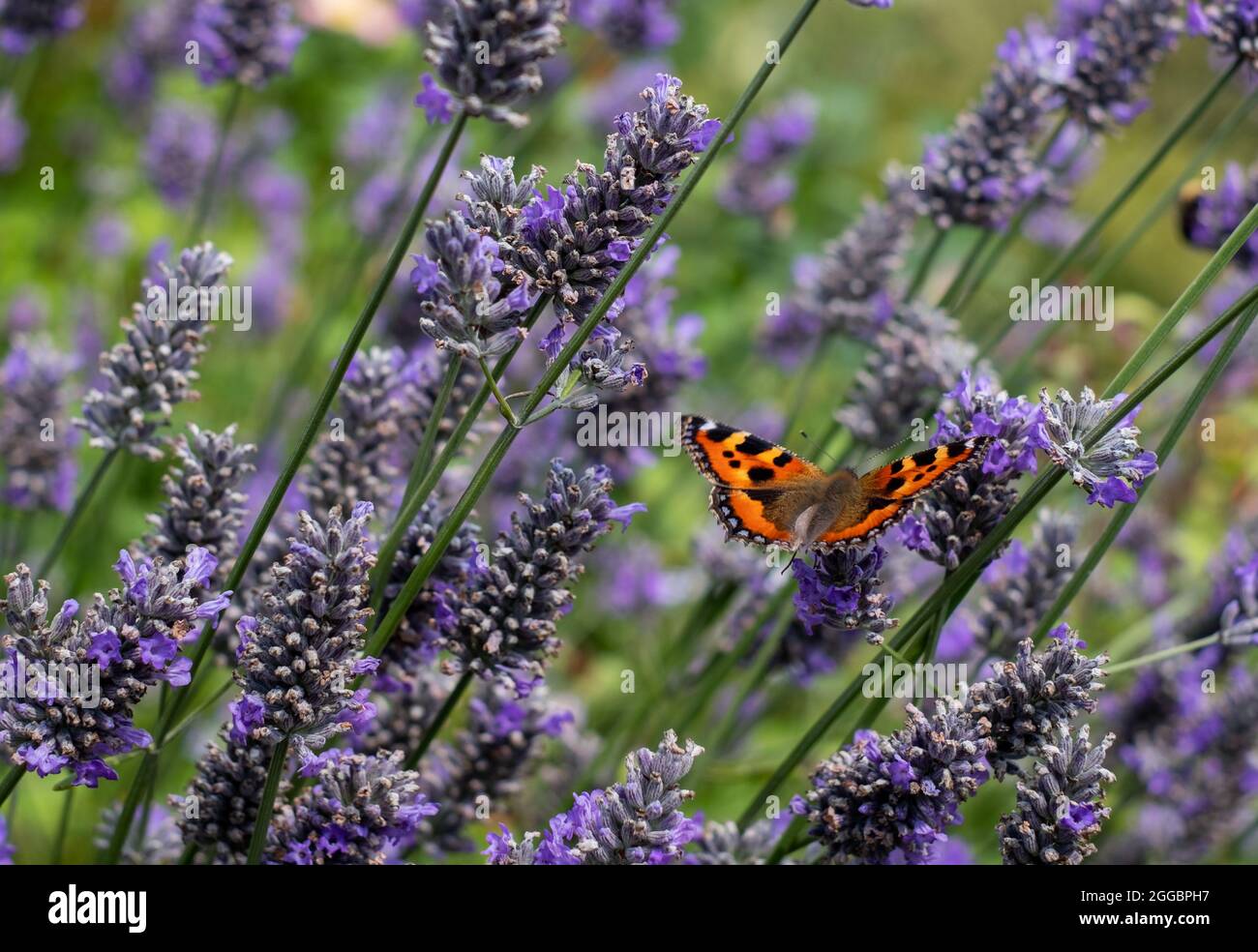 Admiral butterfly lands on lavender flowers in a garden near Bourton-on-the-Hill in the Cotswolds, Gloucestershire, UK. Stock Photo