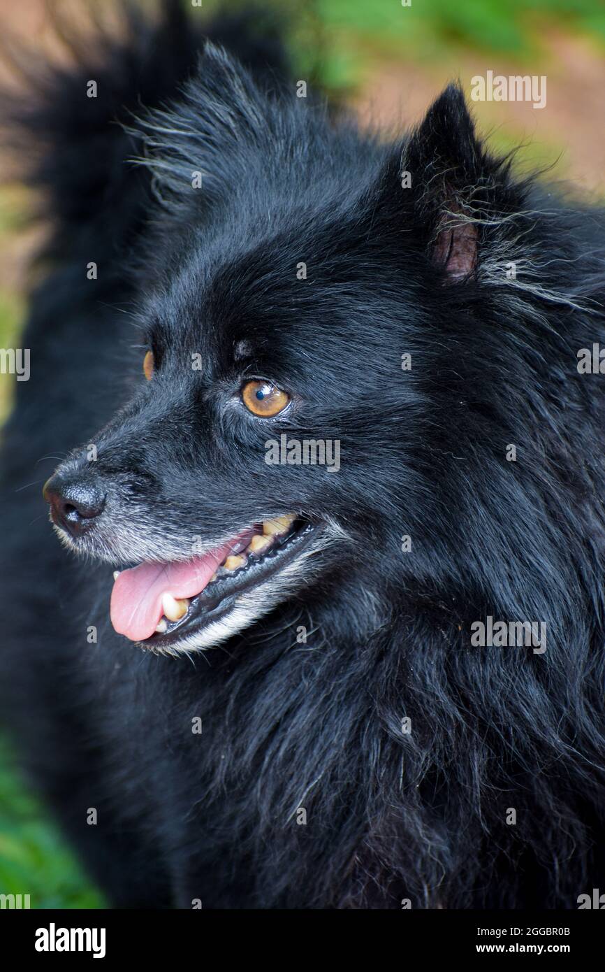 Schipperke blue cheap