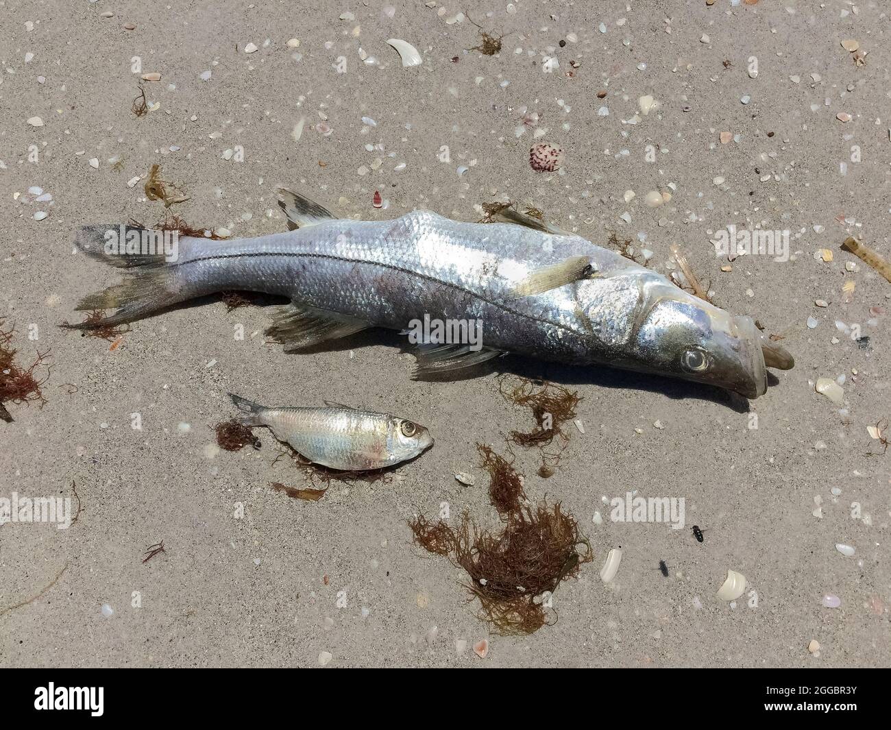 A close-up of two of the thousands of large and small fish that washed ashore on sandy beaches along Casey Key after dying from a red tide in the Gulf of Mexico on the west coast of Florida, USA. A red tide is a higher-than-normal concentration of a microscopic alga that produces toxic chemicals harmful to both marine life and humans. In addition to its unpleasant smell, a red tide can create airborne toxins that cause serious illness in people with severe or chronic respiratory conditions, such as emphysema or asthma. Red tides have been documented along Florida's Gulf coast since the 1840s. Stock Photo