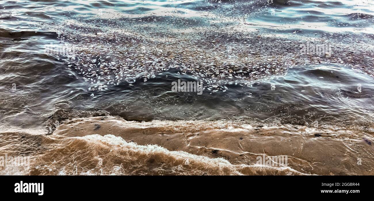 Some of the thousands of dead fish that washed ashore along Casey Key after dying from a red tide in the Gulf of Mexico on the west coast of Florida, USA. A red tide is a higher-than-normal concentration of a microscopic alga that produces toxic chemicals harmful to both marine life and humans. In addition to its unpleasant smell, a red tide can create airborne toxins that cause serious illness in people with severe or chronic respiratory conditions, such as emphysema or asthma. Red tides have been documented along Florida's Gulf coast as far back as the 1840s; these fish were killed in 2021. Stock Photo