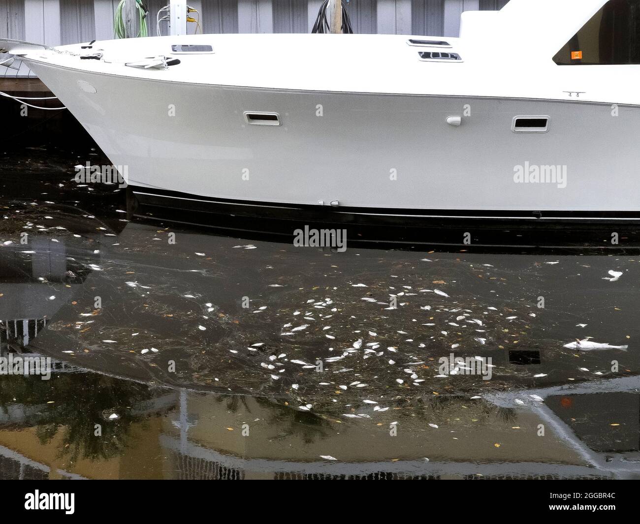 Dead fish floating belly up surround a pleasure boat docked in a canal near Casey Key after dying from a red tide in the Gulf of Mexico on the west coast of Florida, USA. A red tide is a higher-than-normal concentration of a microscopic alga that produces toxic chemicals harmful to both marine life and humans. In addition to its unpleasant smell, a red tide can create airborne toxins that cause serious illness in people with severe or chronic respiratory conditions, such as emphysema or asthma. Red tides have been documented along Florida's Gulf coast since the 1840s. Stock Photo