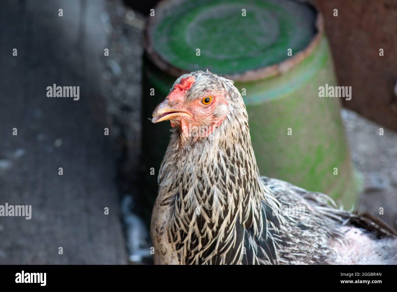 purebred speckled chicken with a red tuft Stock Photo