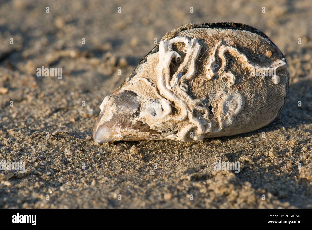 Marine fossils hires stock photography and images Alamy