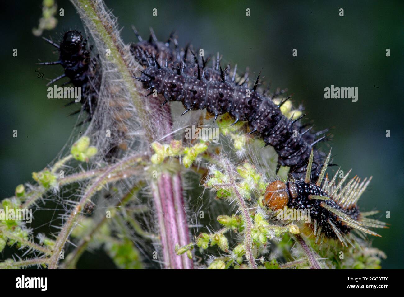 Caterpillar of the peacock butterfly, Inachis io, with newly shed skin ...