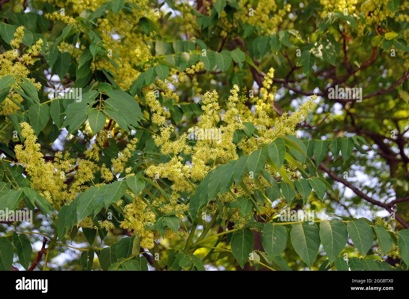 tree of heaven, ailanthus, varnish tree, Götterbaum, Ailanthus altissima, bálványfa, Hungary