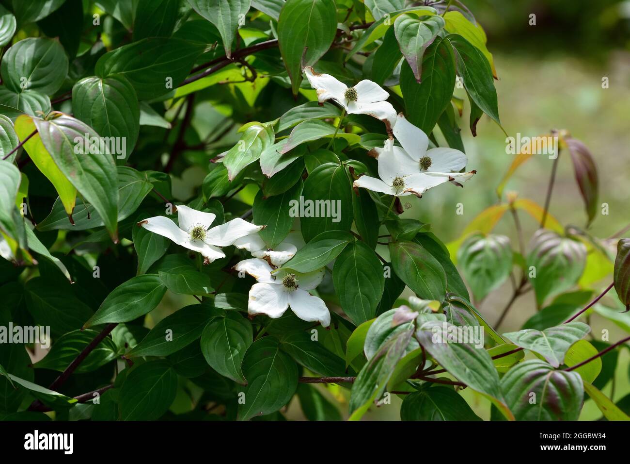 kousa, kousa dogwood, Asiatischer Blüten-Hartriegel, Cornus kousa, csillagsom, Asia Stock Photo