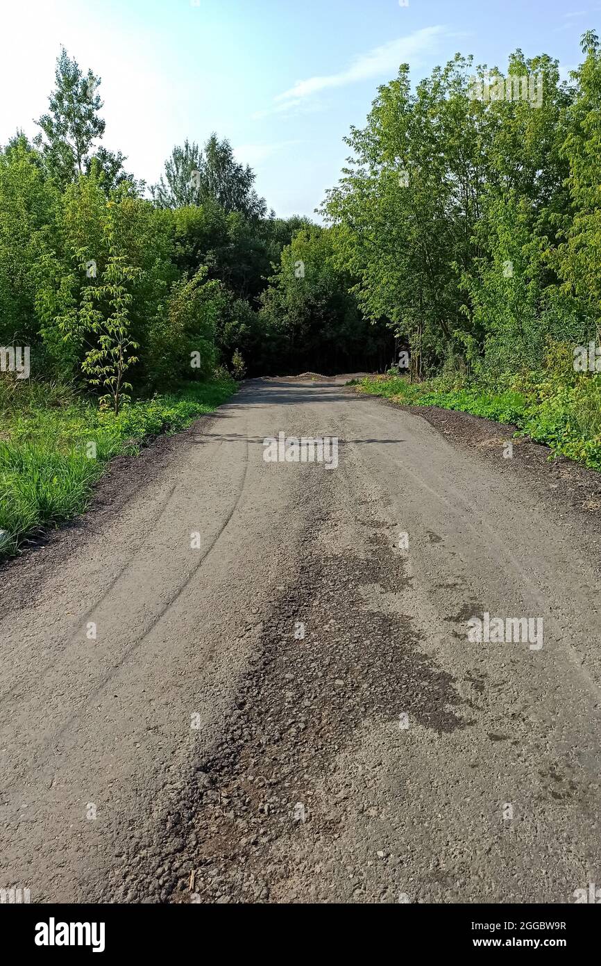 Asphalt road in a green summer forest Stock Photo - Alamy