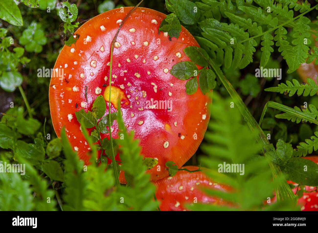 Red bright beautiful inedible mushroom fly agaric sprouted through wet fresh plant fern in Latvian autumn forest Stock Photo
