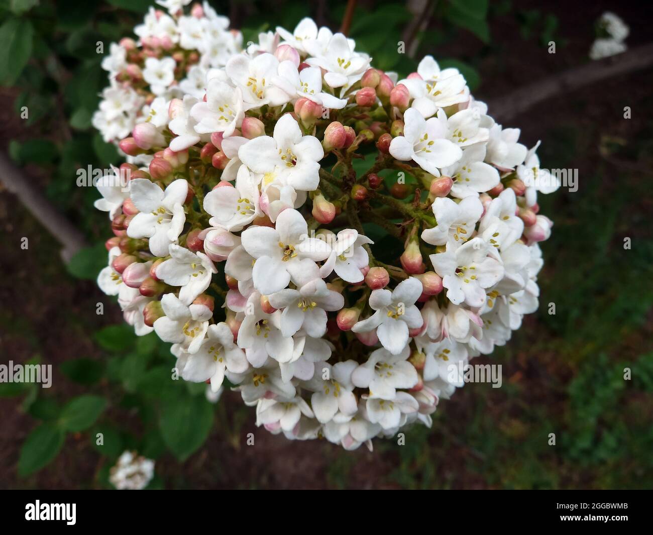 fragrant snowball, Schneeball, Viburnum x carlcephalum, illatos bangita, Hungary, Magyarország, Europe Stock Photo