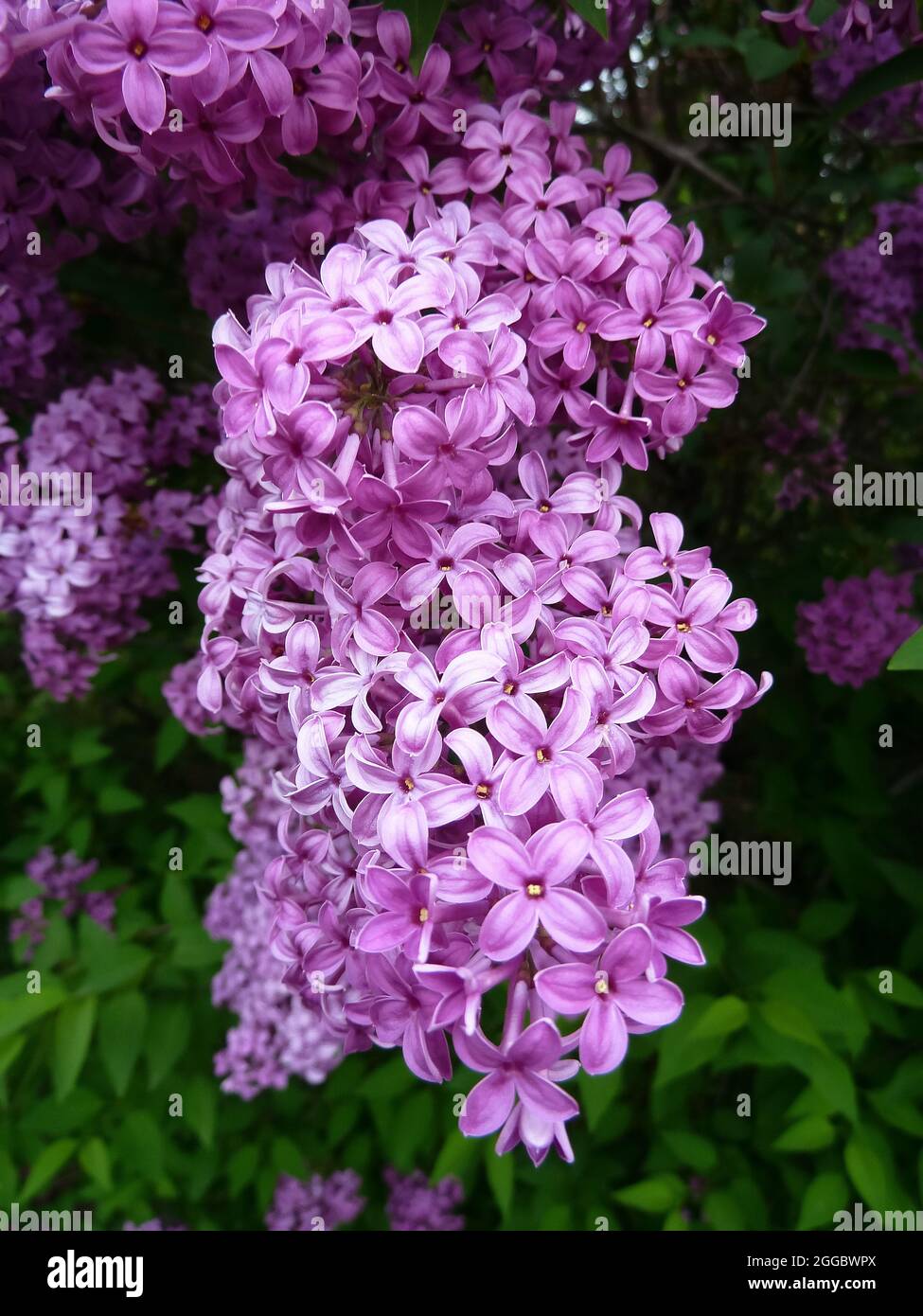 lilac, Flieder, Syringa x chinensis Saugeana, kínai orgona, Hungary, Magyarország, Europe Stock Photo