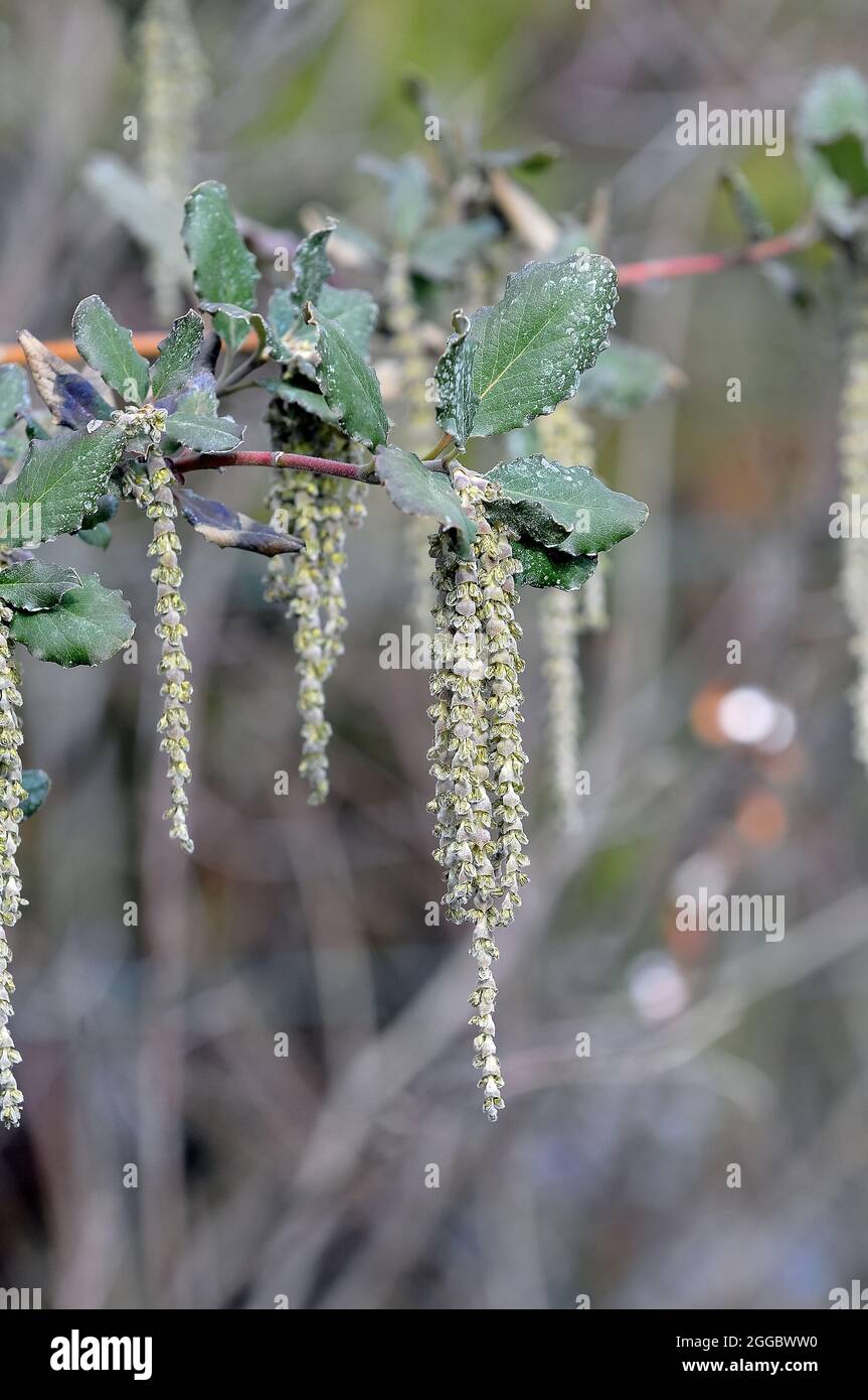 coast silk-tassel, silk tassel bush or wavyleaf silktassel, Garrya elliptica, lándzsás barkamirtusz, America Stock Photo