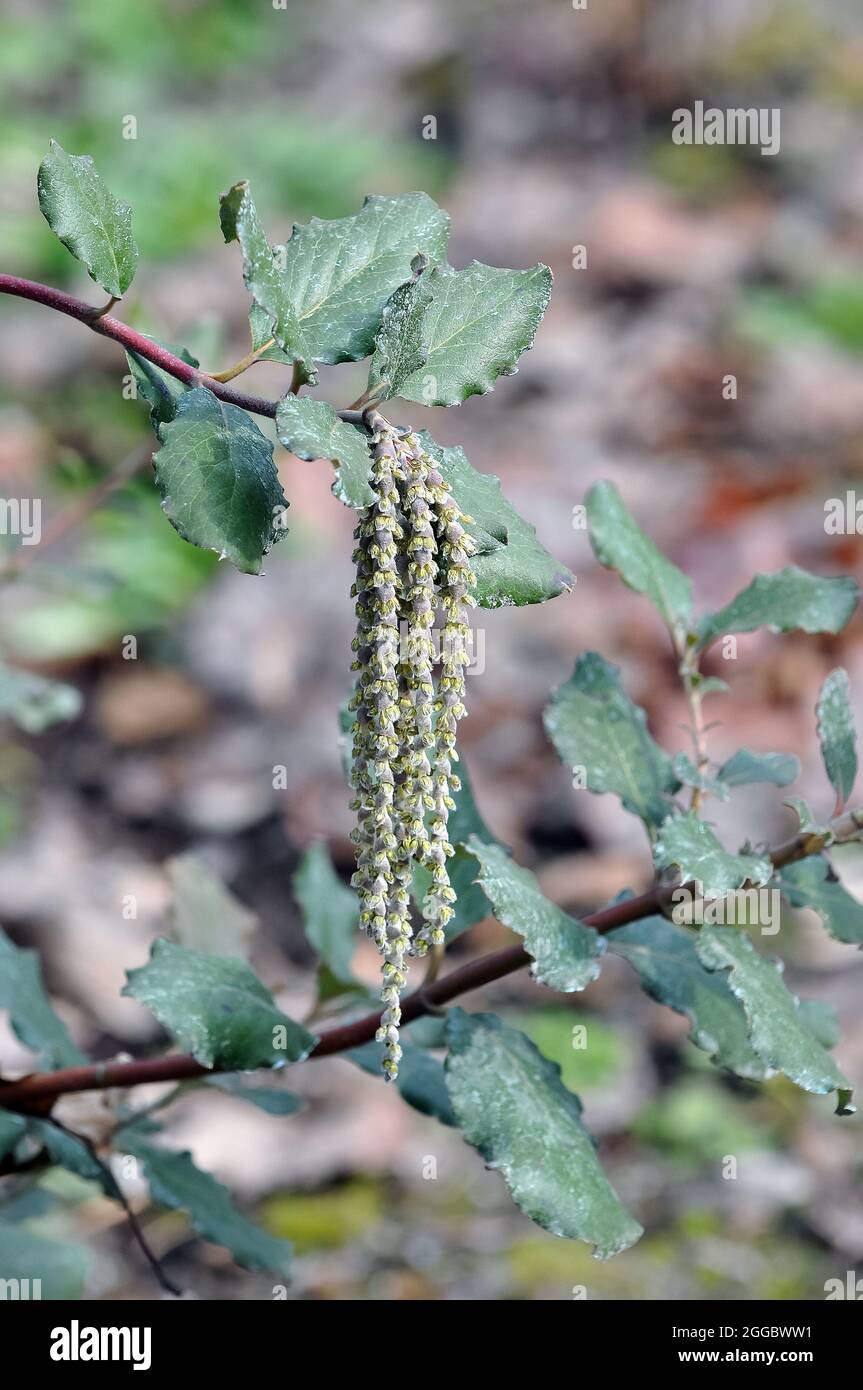 coast silk-tassel, silk tassel bush or wavyleaf silktassel, Garrya elliptica, lándzsás barkamirtusz, America Stock Photo