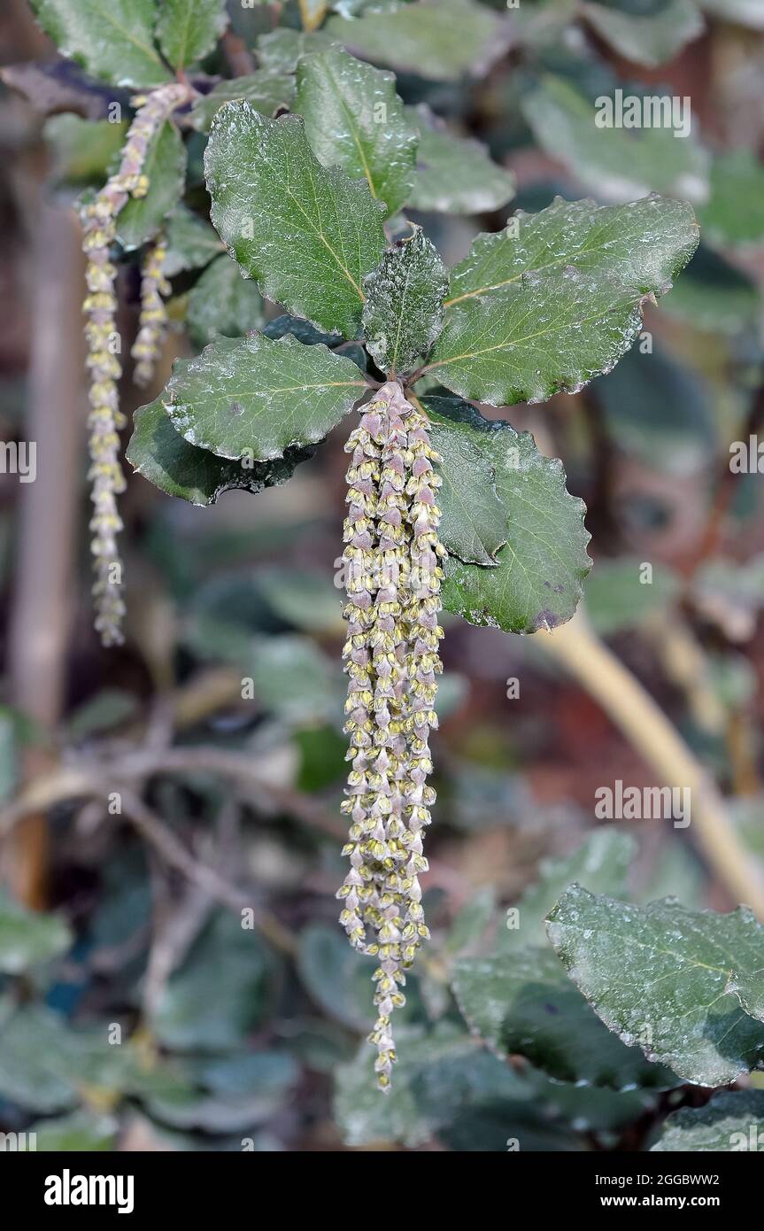 coast silk-tassel, silk tassel bush or wavyleaf silktassel, Garrya elliptica, lándzsás barkamirtusz, America Stock Photo