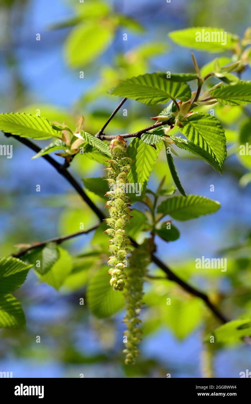 Carpinus betulus hainbuche weissbuche hires stock photography and