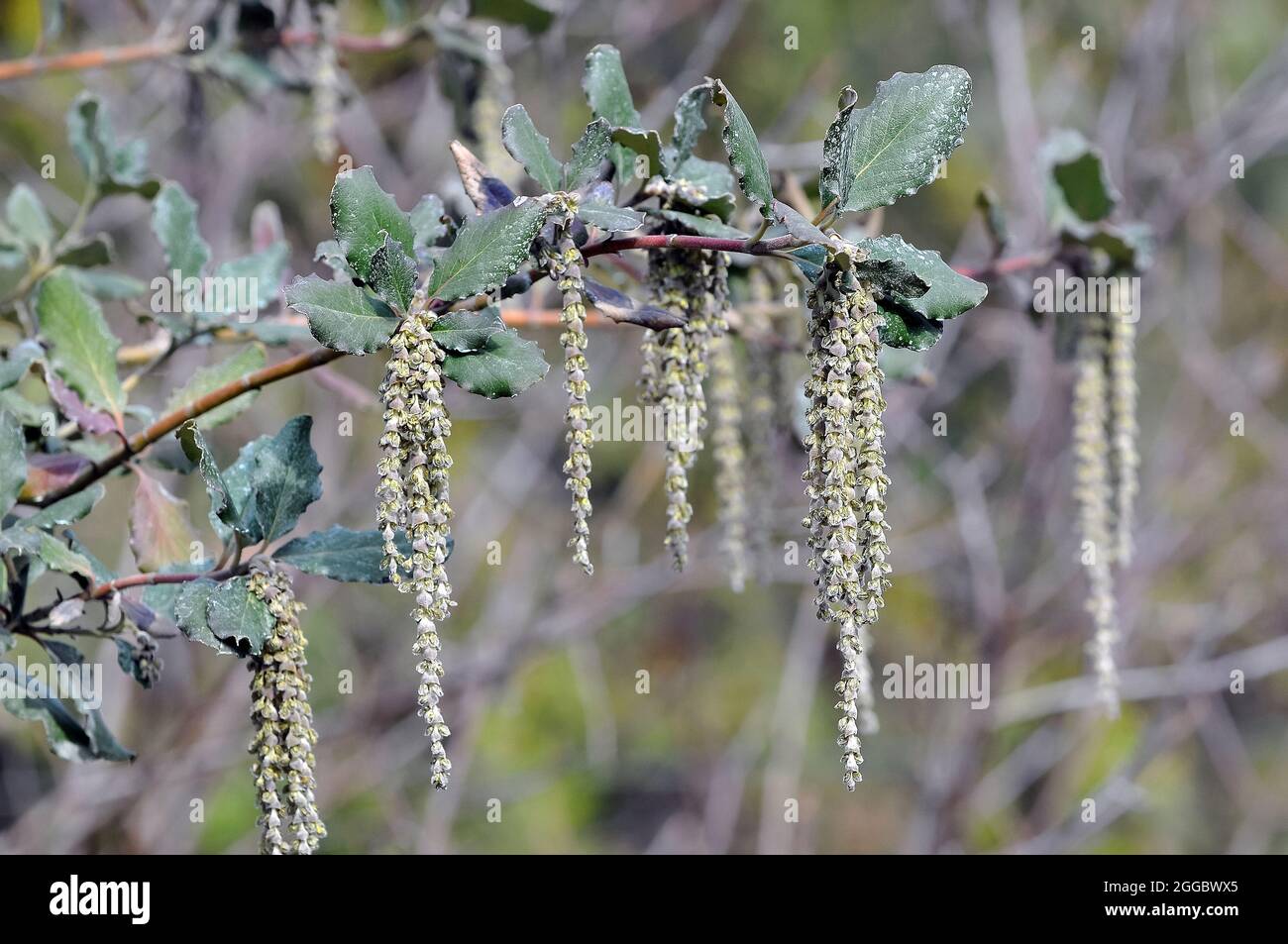 coast silk-tassel, silk tassel bush or wavyleaf silktassel, Garrya elliptica, lándzsás barkamirtusz, America Stock Photo