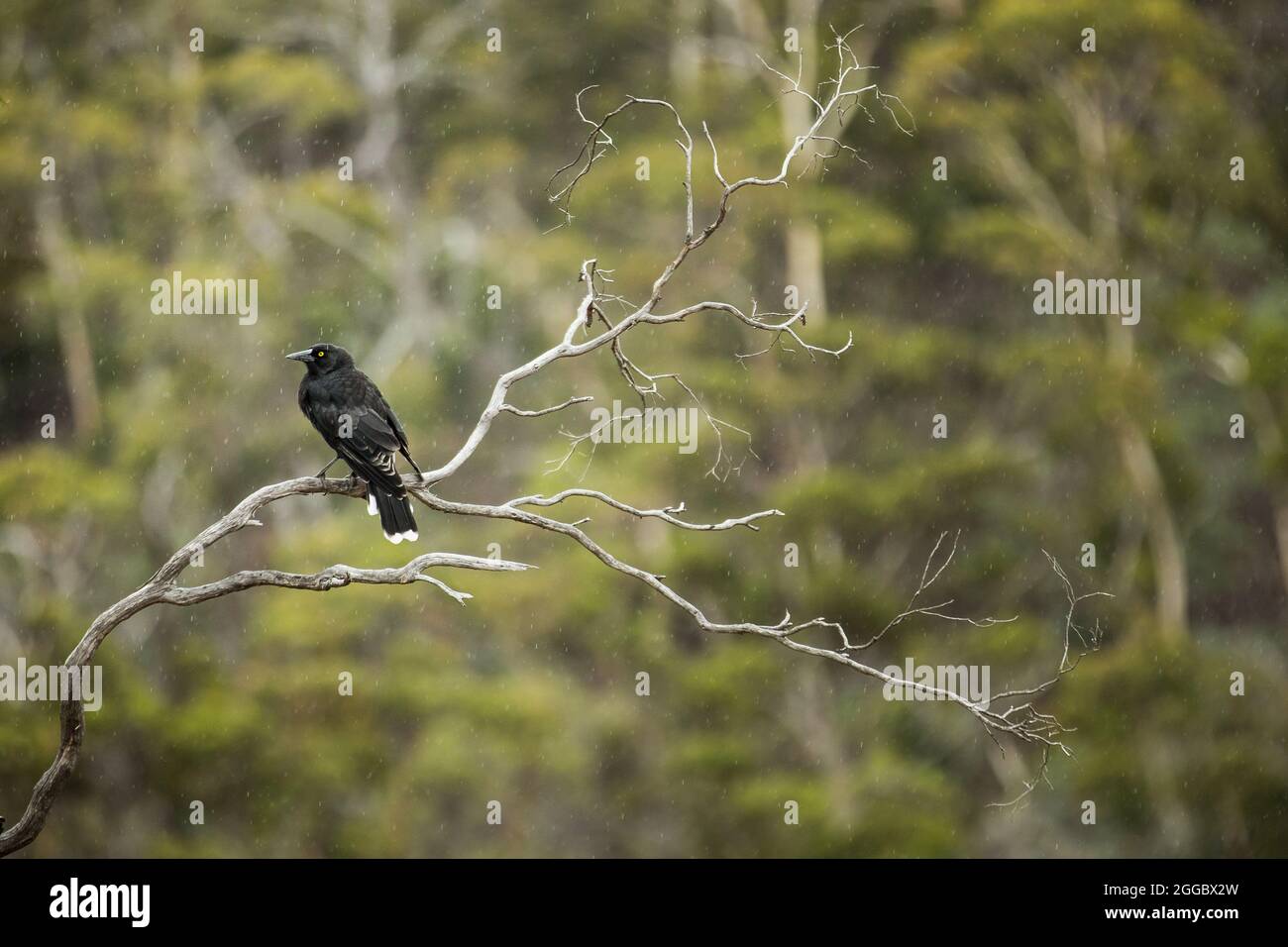 Gray currawong perching on a branch in the forest Stock Photo