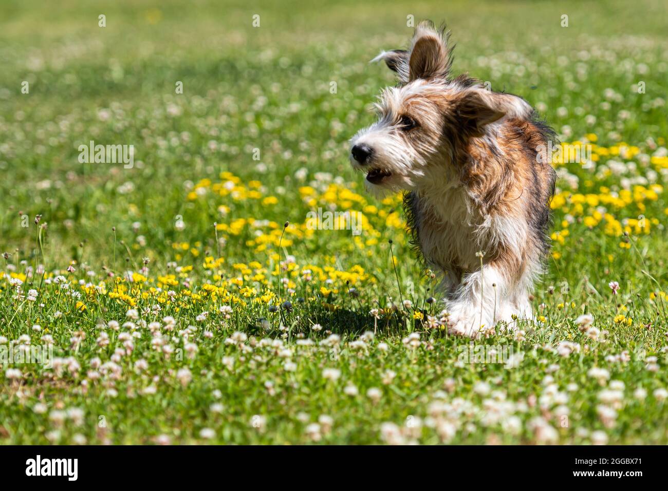 nice mixed breed puppy playing on the lawn on a sunny summer day Stock ...