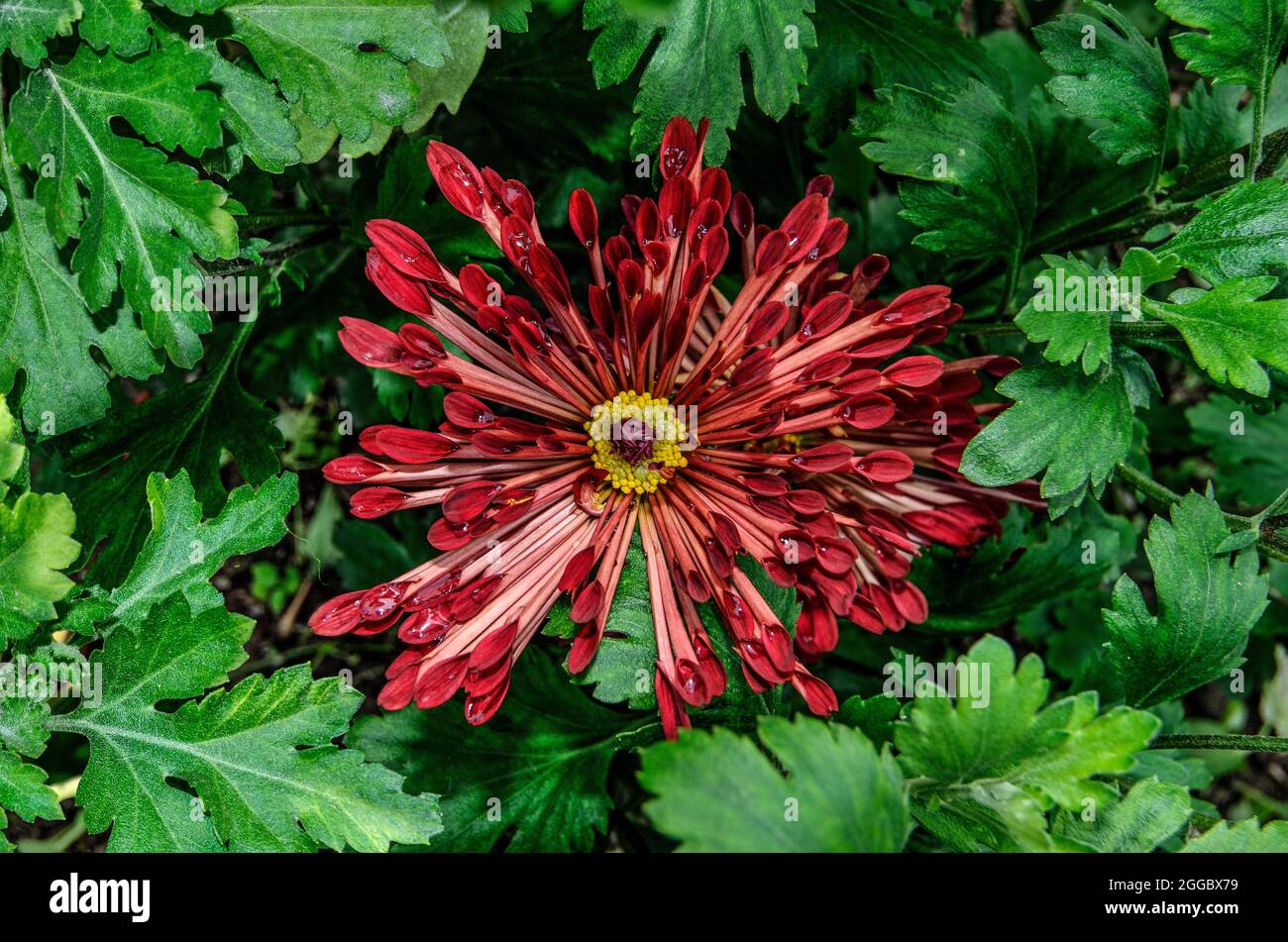 Chrysanthemum Korean needle with spoon-shaped petals (Chrysanthemum koreanum). Cultivar with silver red flowers. One flower among foliage close up. Au Stock Photo