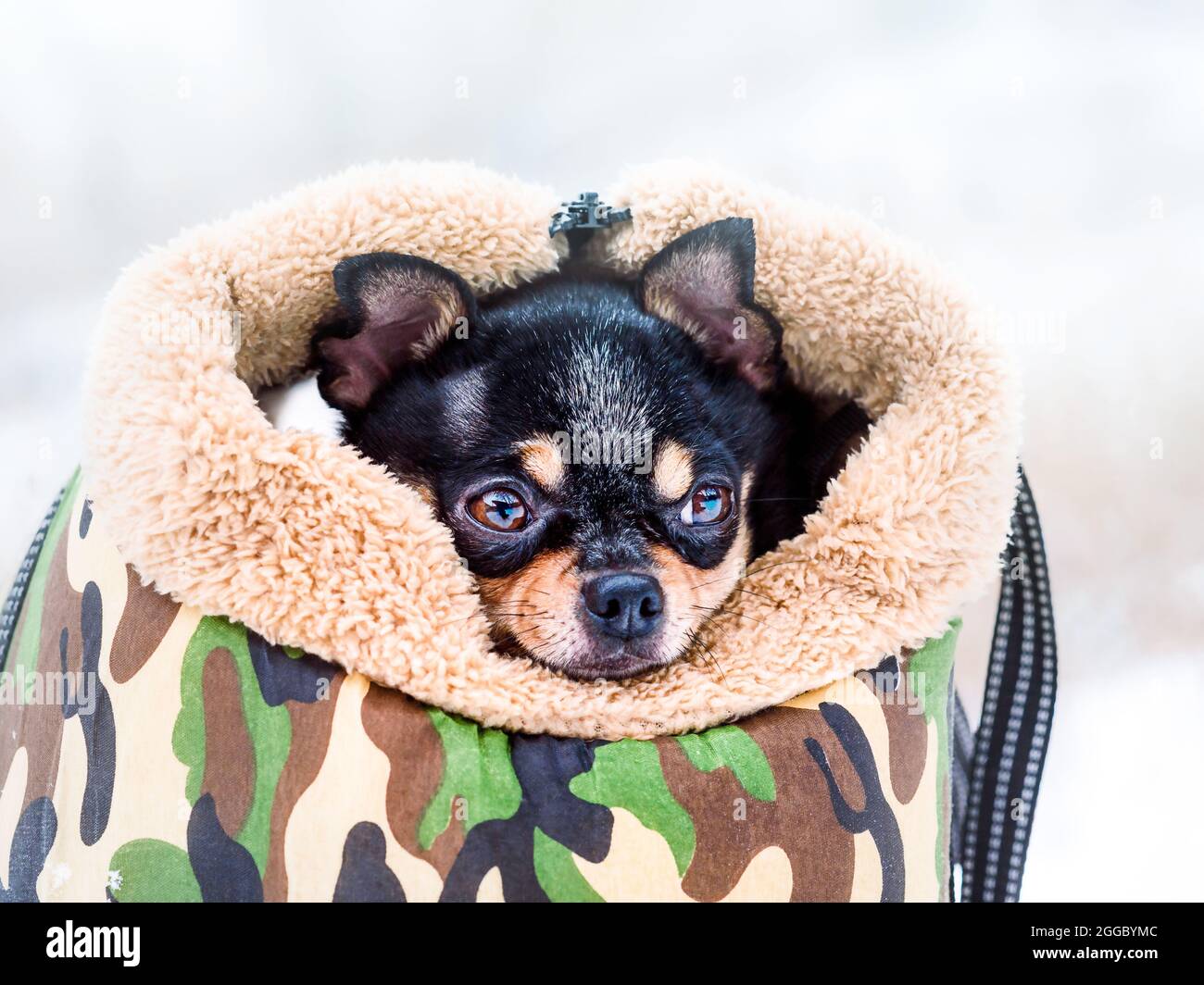 105 Chihuahua Dog Handbag Stock Photos, High-Res Pictures, and Images -  Getty Images