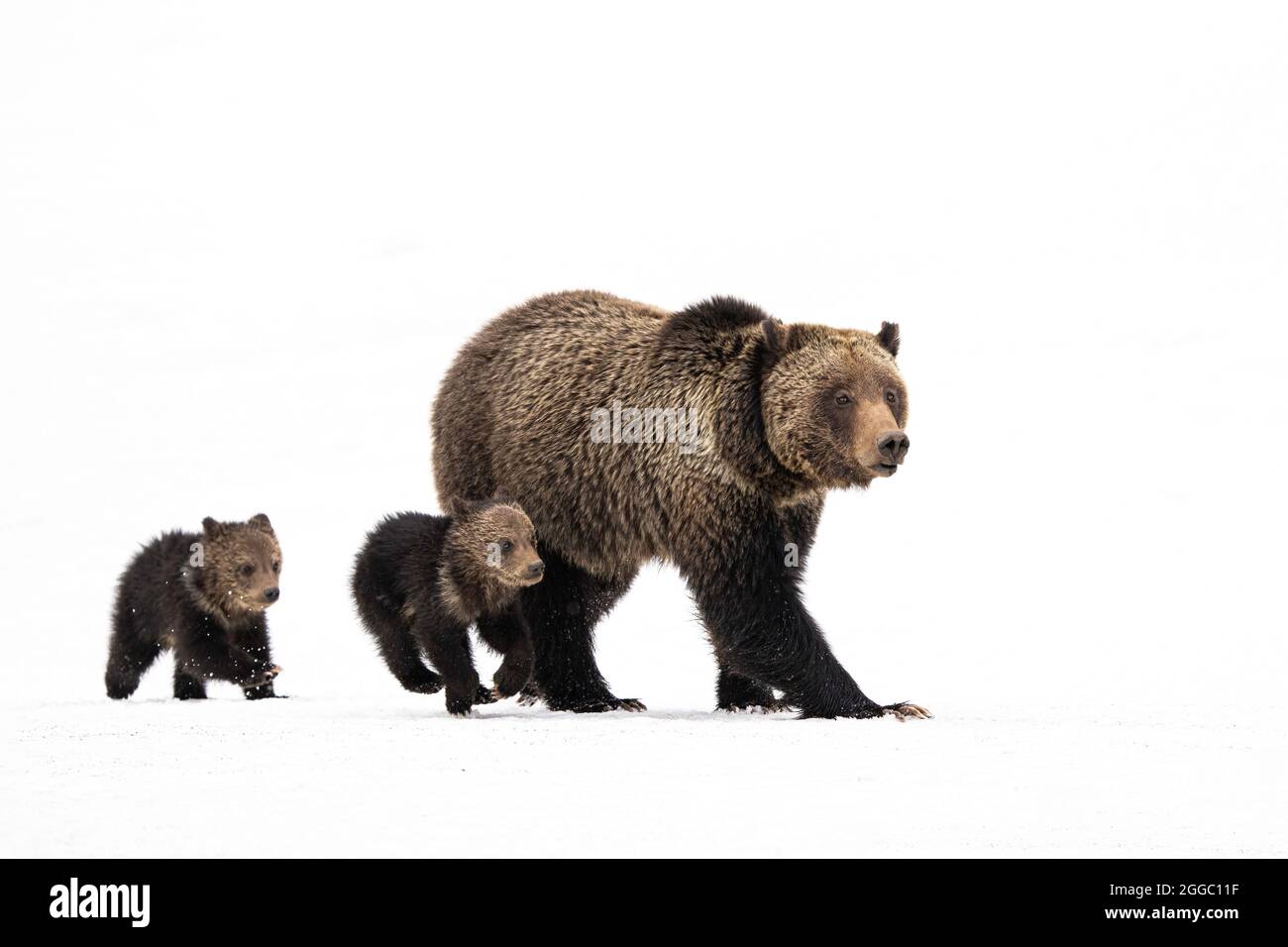 Bear Cut Out Stock Images & Pictures - Alamy