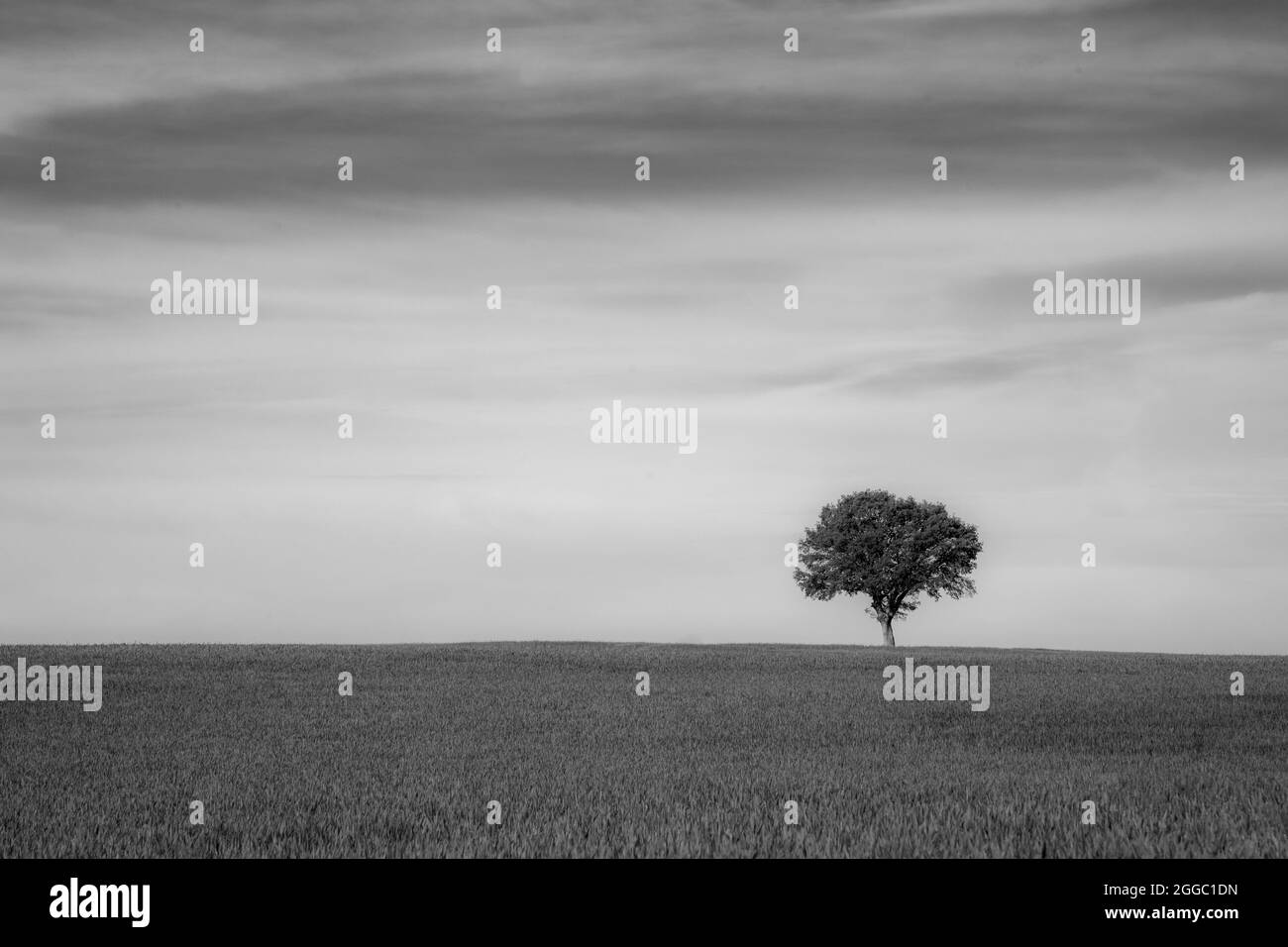 Black and white image of a single tree along the horizon, rural misty