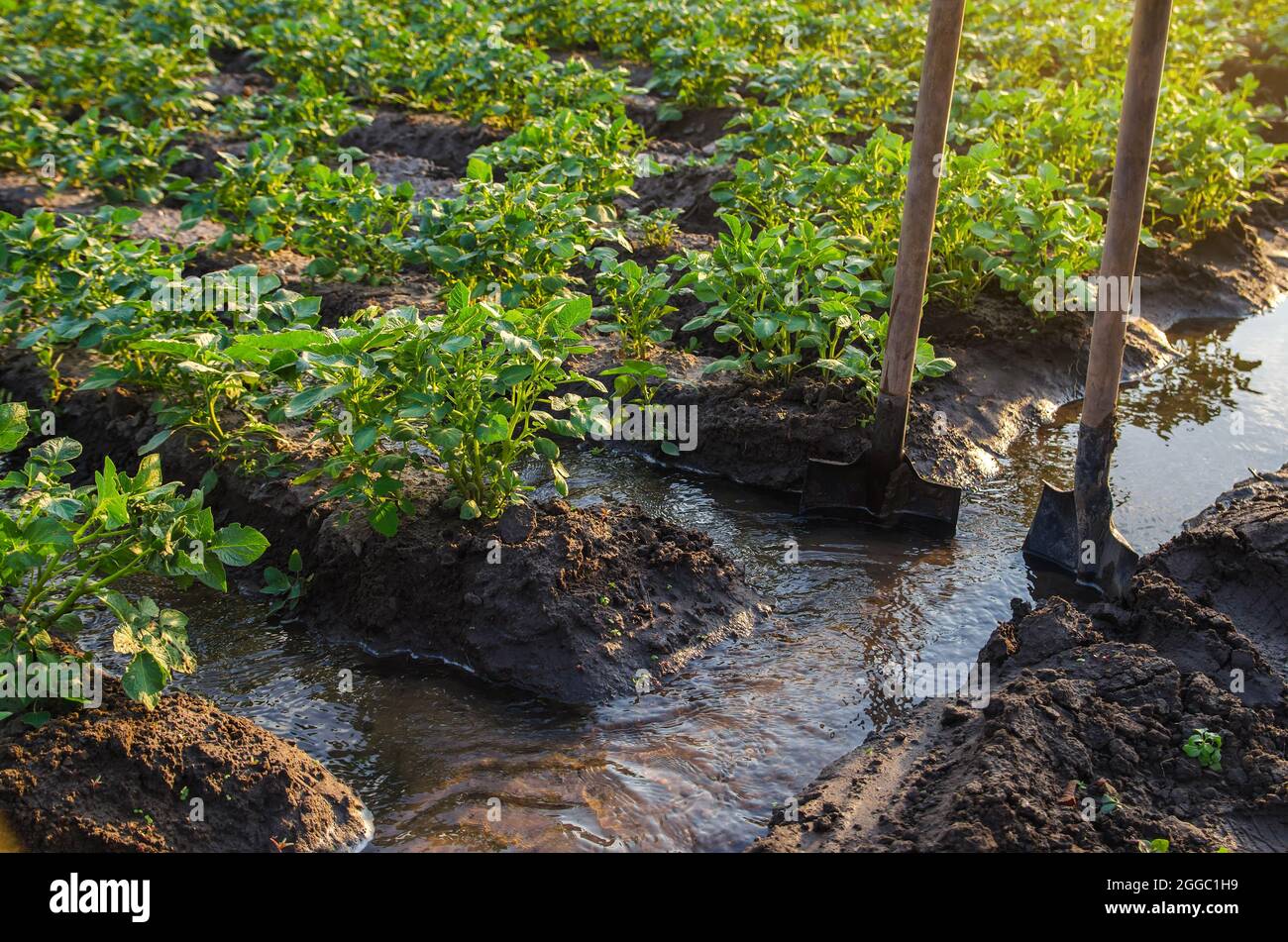 Potato plantation watering management. Traditional surface irrigation. Beautiful bushes of potatoes. Farming and agriculture. Shovels stuck into water Stock Photo