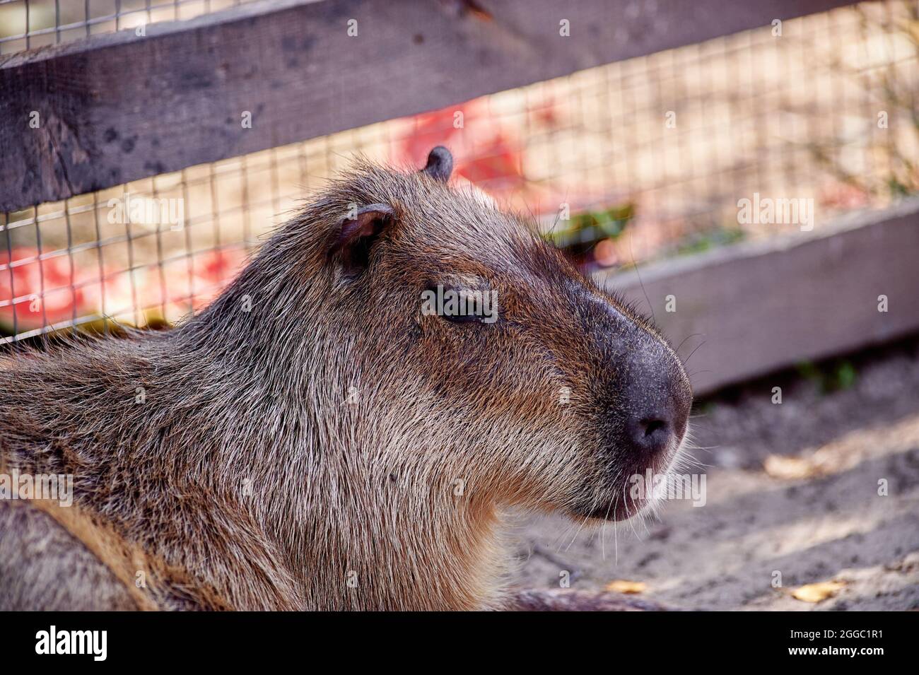 a-beautiful-funny-capybara-mammal-in-the-park-cute-face-hydrochoerus