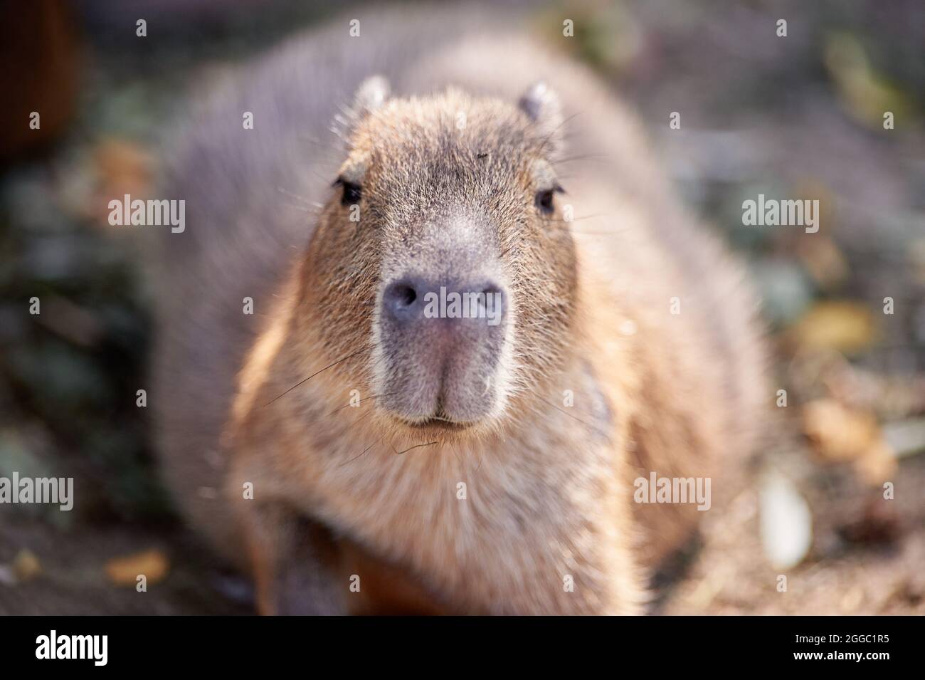 A beautiful funny capybara mammal in the park. Cute face Hydrochoerus hydrochaeris animal portrait close up Stock Photo - Alamy A beautiful funny capybara mammal in the park. Cute face Hydrochoerus hydrochaeris animal portrait close up Stock Photo - Alamy