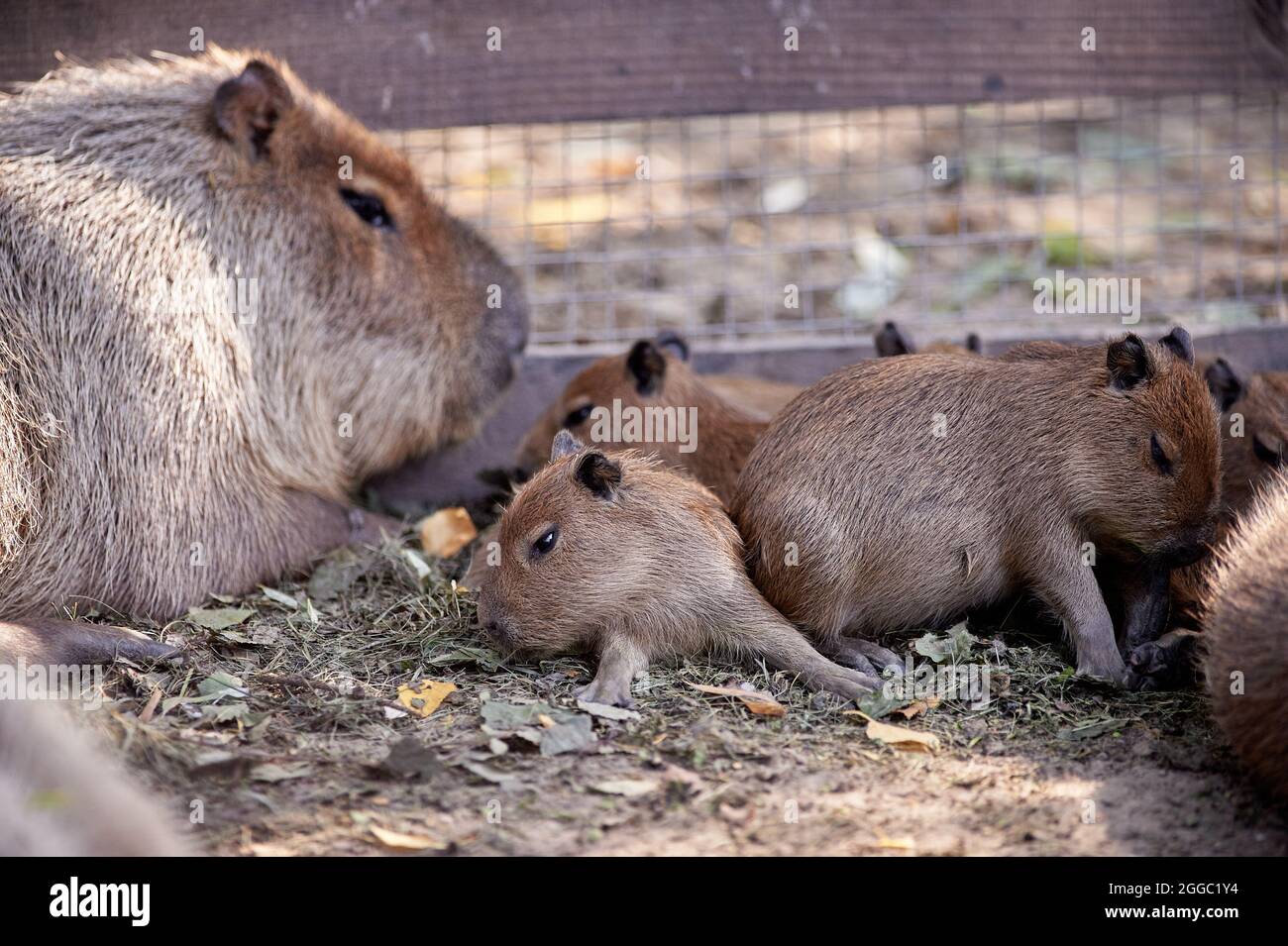 A beautiful funny capybara mammal in the park. Cute face Hydrochoerus  hydrochaeris animal portrait close up. Family capybara Stock Photo - Alamy