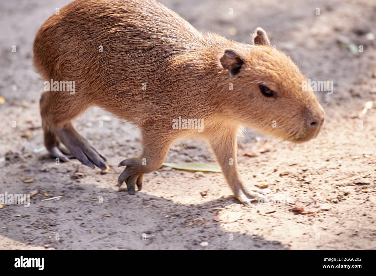A beautiful funny capybara mammal in the park. Cute face Hydrochoerus  hydrochaeris animal portrait close up. Baby capybara Stock Photo - Alamy