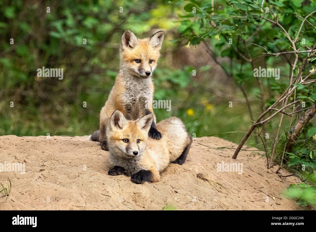 Fox red fox hi-res stock photography and images - Alamy
