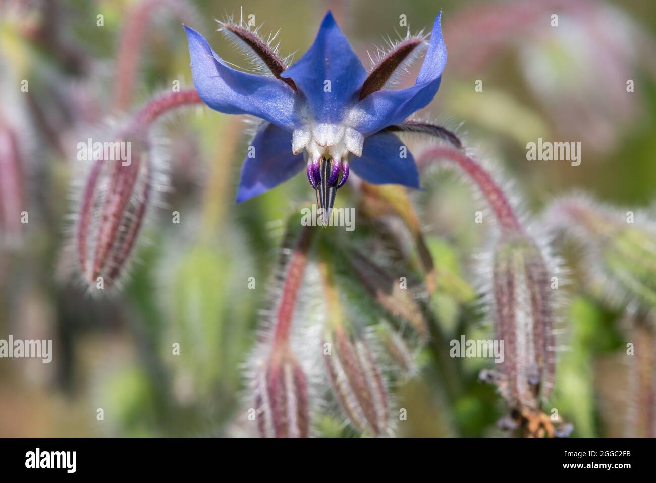 Close up of a borage (borago officinalis) flower in bloom Stock Photo
