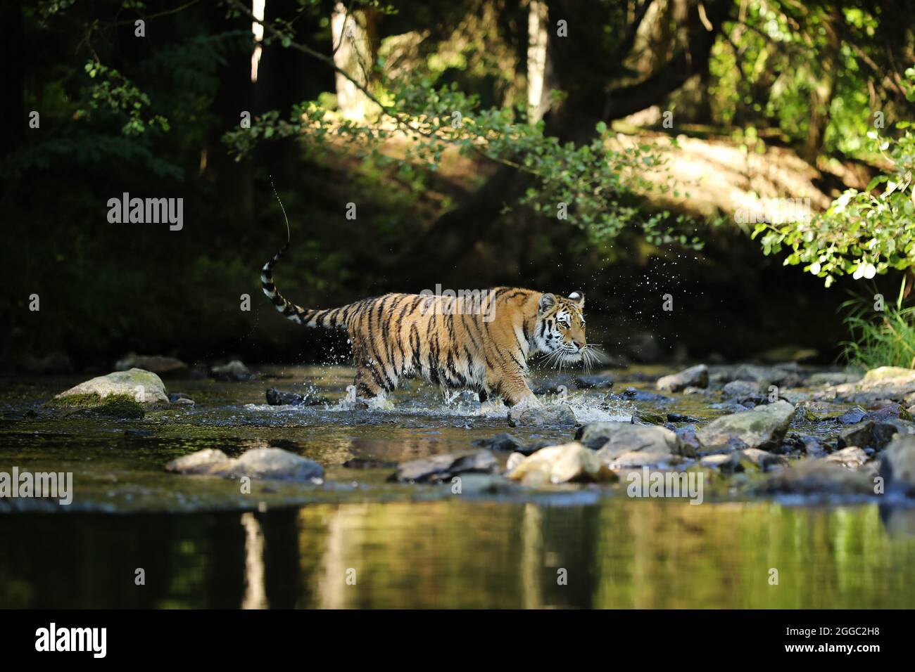 The Siberian tiger Panthera tigris Tigris, or Amur tiger Panthera tigris altaica in the forest walking in a water. Tiger with green background Stock Photo