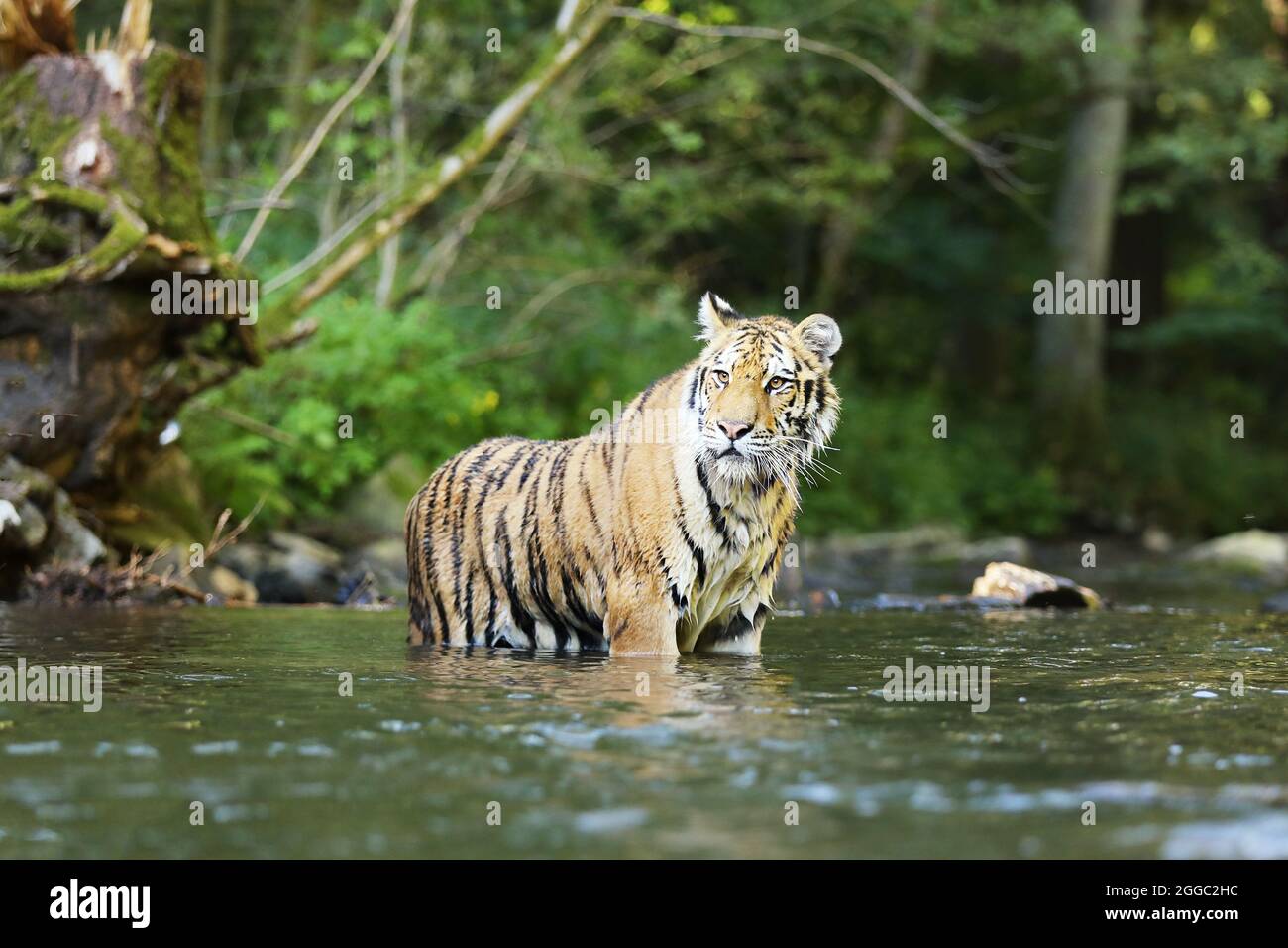 The Siberian tiger Panthera tigris Tigris, or Amur tiger Panthera tigris altaica in the forest walking in a water. Tiger with green background Stock Photo