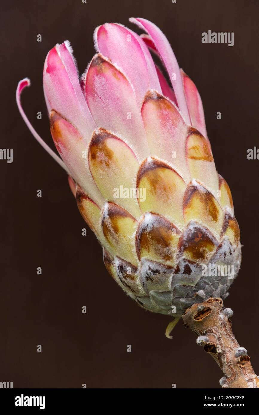 Unusual Protea flowers which are originally from South Africa. A very striking flower shape used in floral displays, as they provide an exotic look Stock Photo