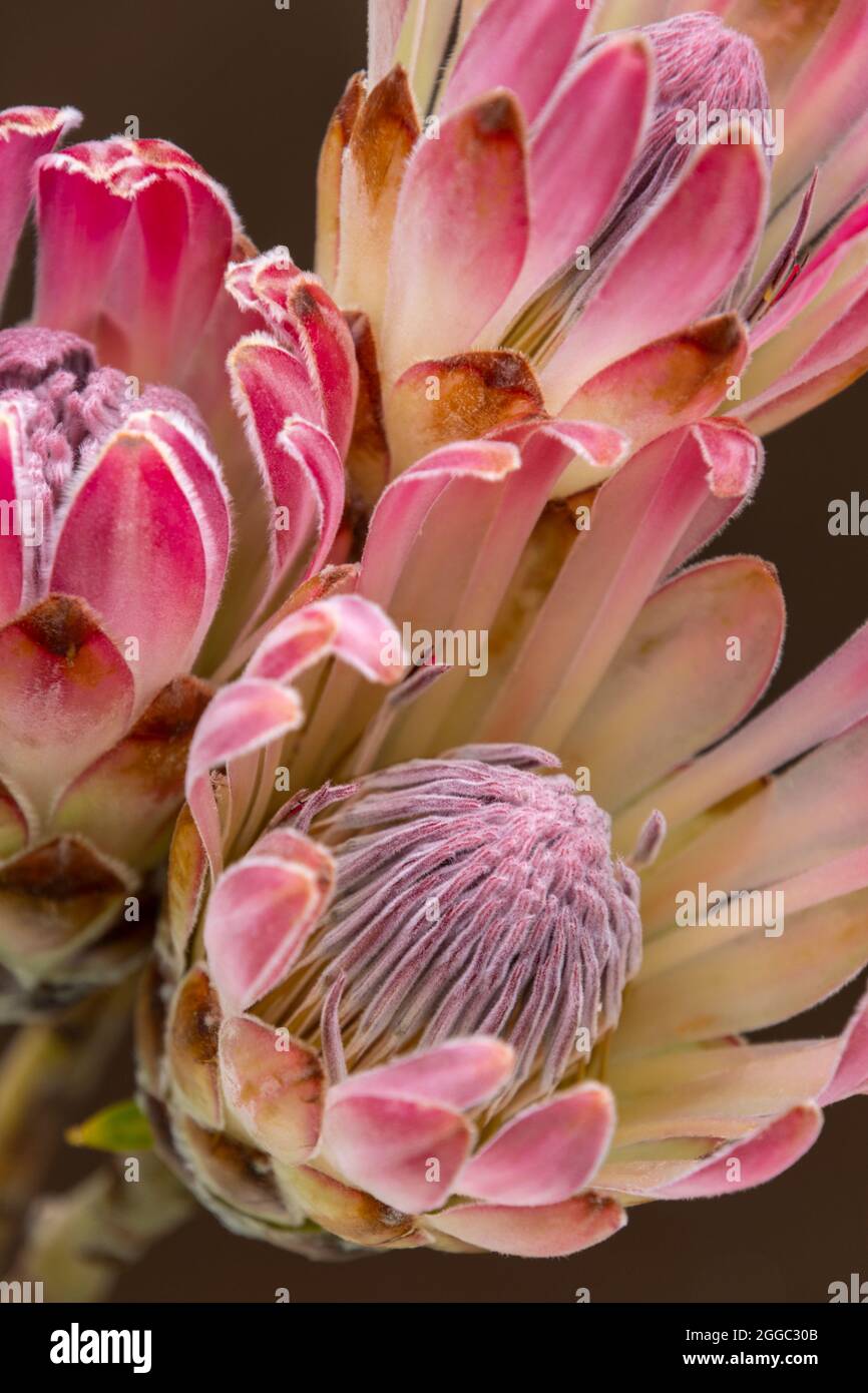 Three exotic pink Protea flowers, which are a great asset to florists Stock Photo