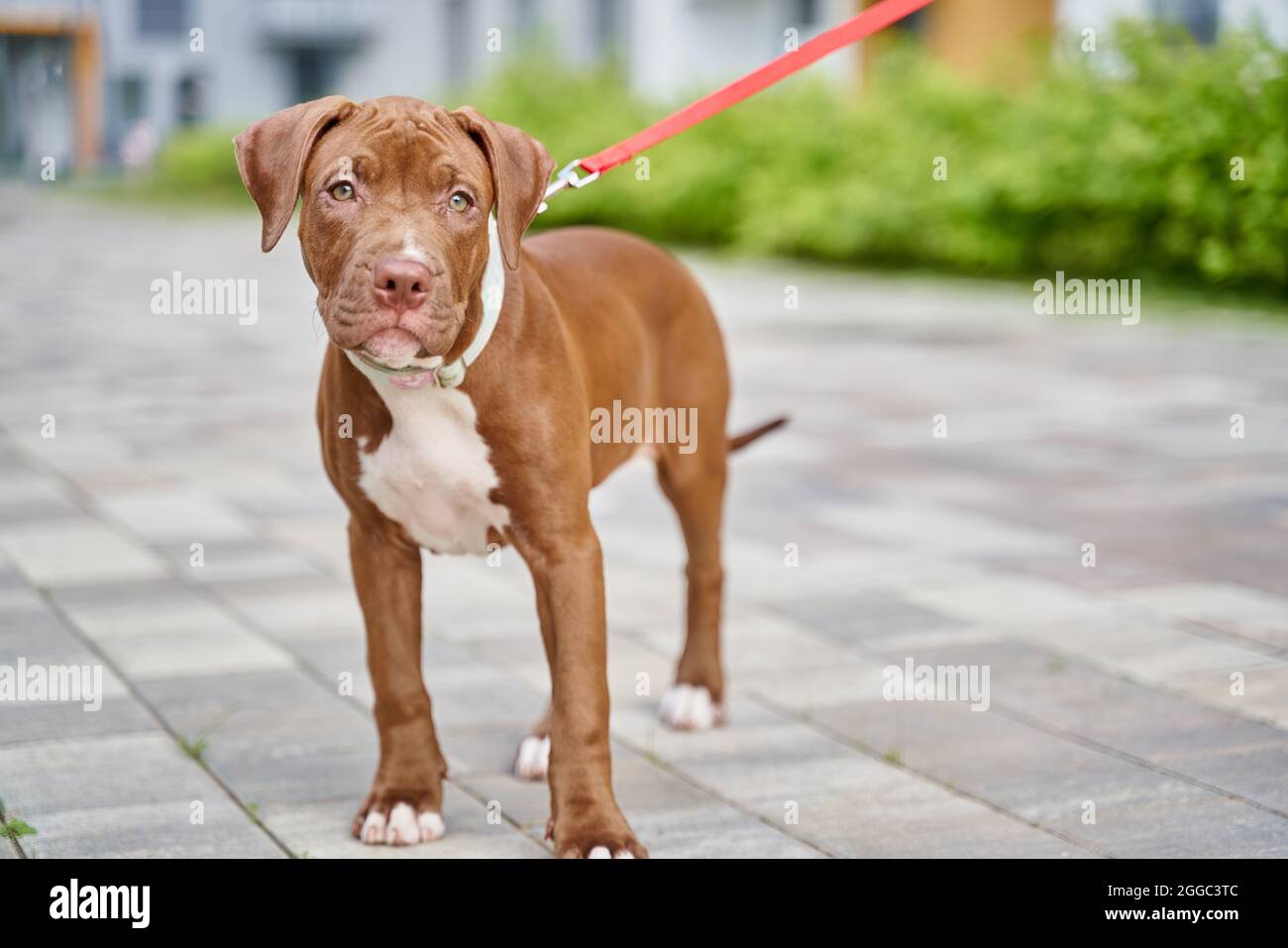 Brown Pitbull High Resolution Stock Photography And Images Alamy