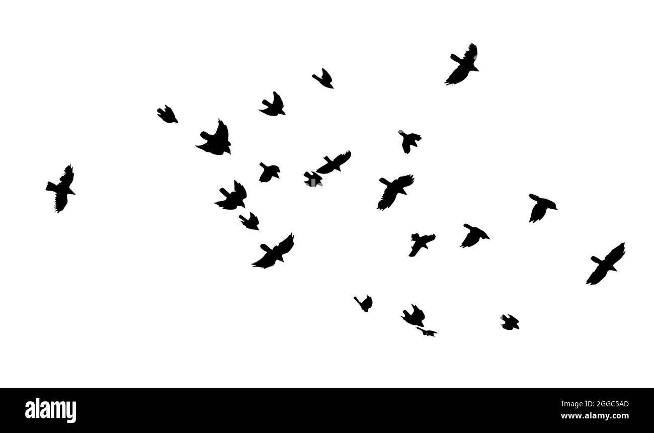 A flock of flying birds. A large flock of flying crows. Vector illustration Stock Vector