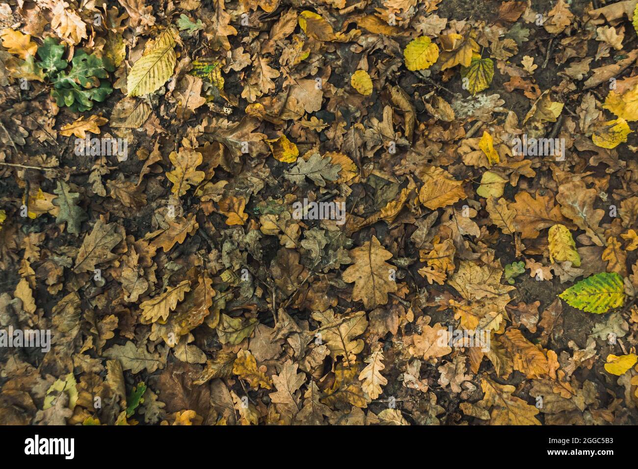 Top view of a pile of autumn leaves on the ground Stock Photo - Alamy