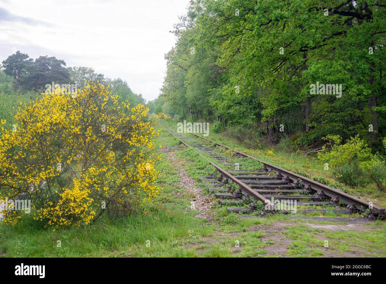 old rusted railtrack in wood in Gelderland, Holland Stock Photo