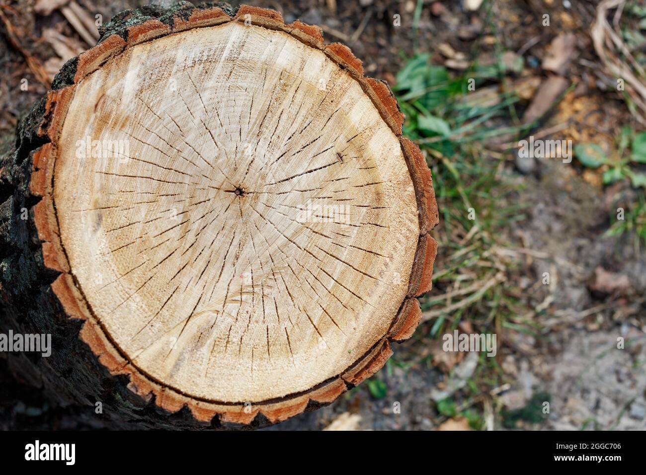 Wooden radial with cracks even cut in section with annual rings and bark around the circumference in a summer garden. Copy space. Stock Photo