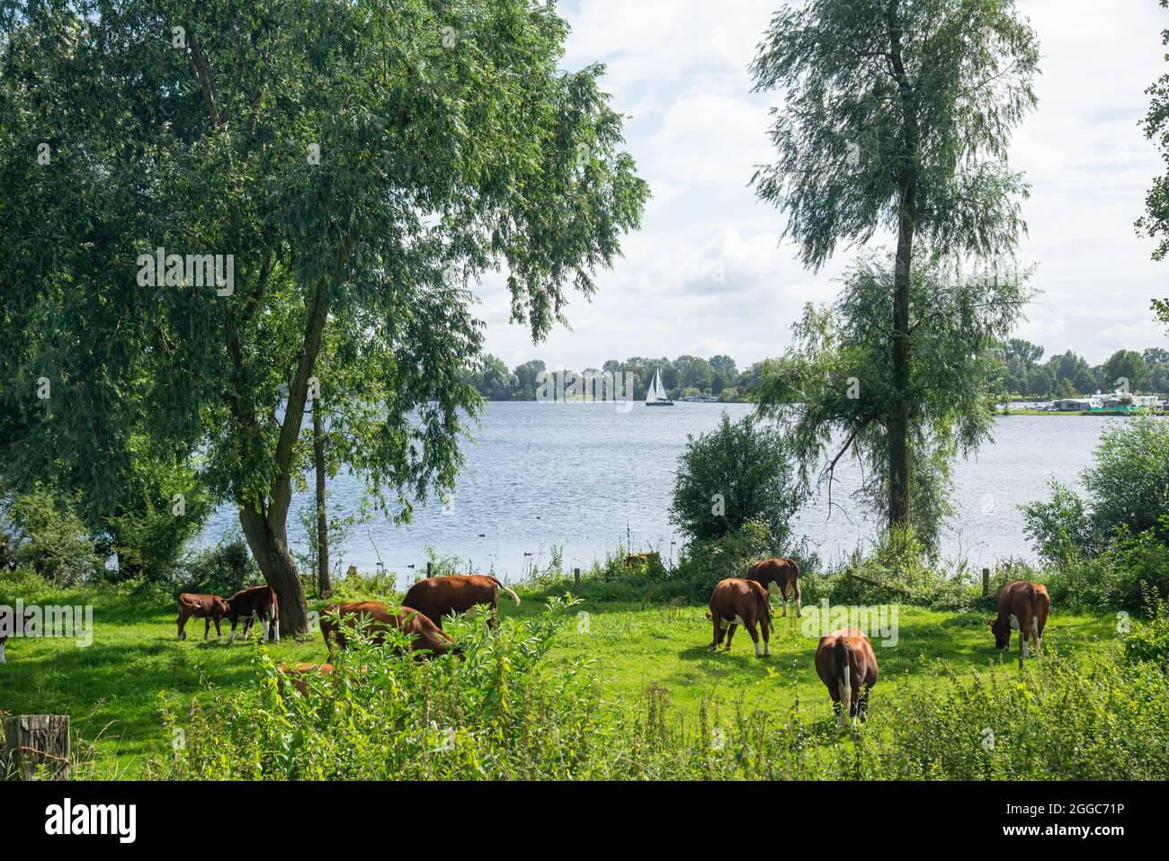 authentic Brandrode cattle at floodplain near big river Maas, Holland Stock Photo