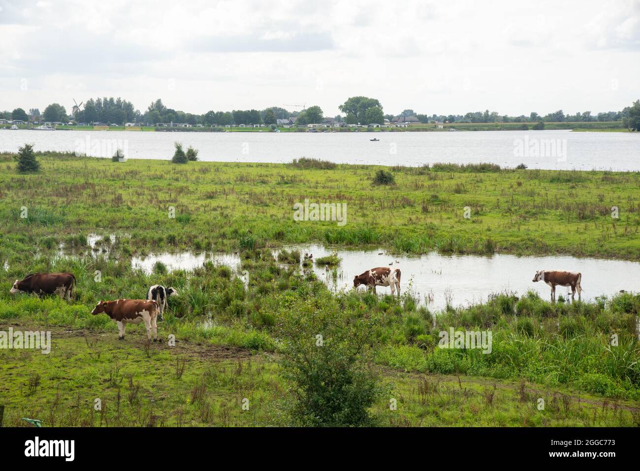 cows at floodplain of big river Maas in Gelderland, Holland Stock Photo